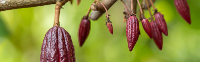 Kakaobaum (Theobroma cacao). Bio-Kakaofruchtschoten, wie sie in der Natur vorkommen.