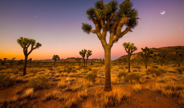 Joshua-Bäume in der kalifornischen Wüste unter der Mondsichel in der Morgendämmerung.