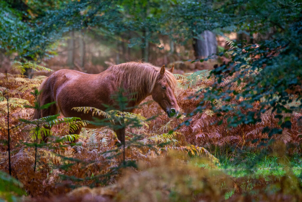 Braunes Pferd auf der Suche nach Gras im Herbstwald.