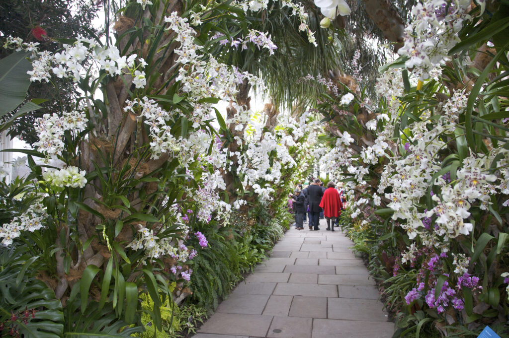 Orchideenpfad, Orchideenschau, Kuba in Blüte, im Enid-Haupt-Wintergarten, The New York Botanical Gardens, The Bronx, New York